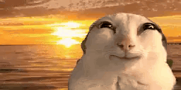 Cat Smiling Cat Cute