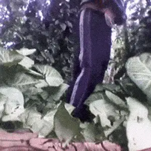 Carlinhos Dalva