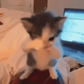 GIF