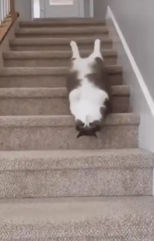 Lazy Cat Stairs