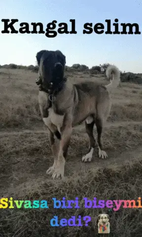 Selim Kangal Selim