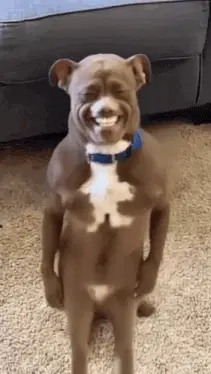 Ai Ai Dog – ai memes meme GIF free download no watermark 2026