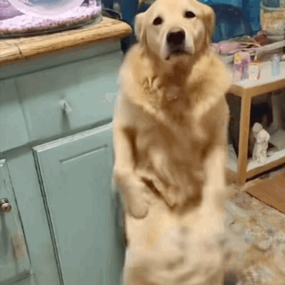 Ai Dog Dog Ai