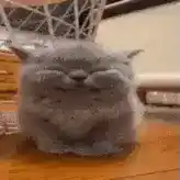 Cute Cat Cute Kitty