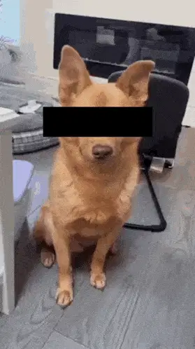 Dog Criminal