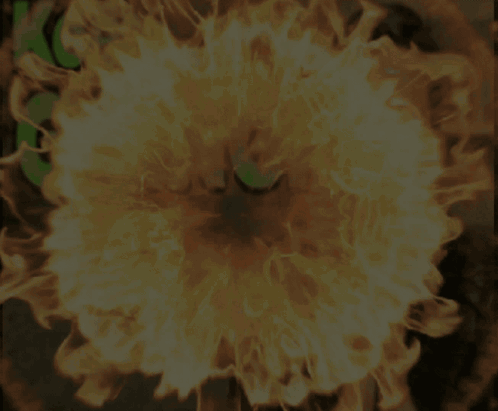 User Comment Image