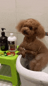 GIF