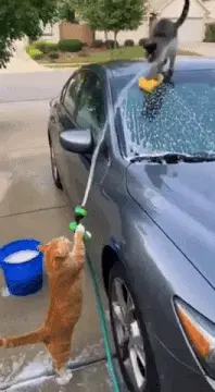 Cats Car