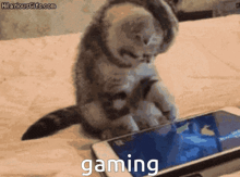 GIF diunggah ku Jason