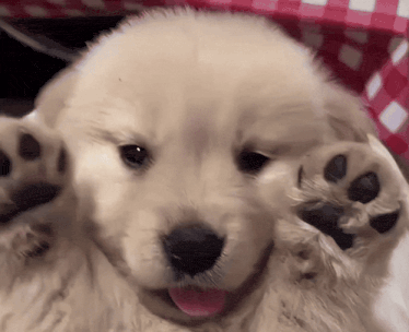 Cute Puppy Aegi
