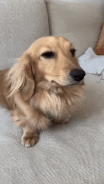 Dog Side Eye Dog Stare