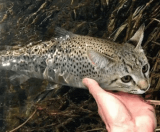 Cat Catfish