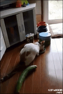 GIF uploaded by Whyyouwanttoknow