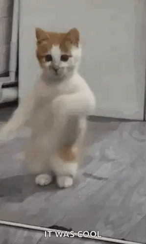 Dancing Cat Dance – ai memes meme GIF free download no watermark 2026