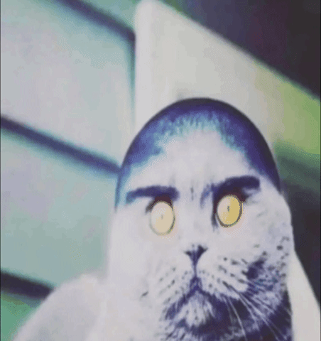 folk cat