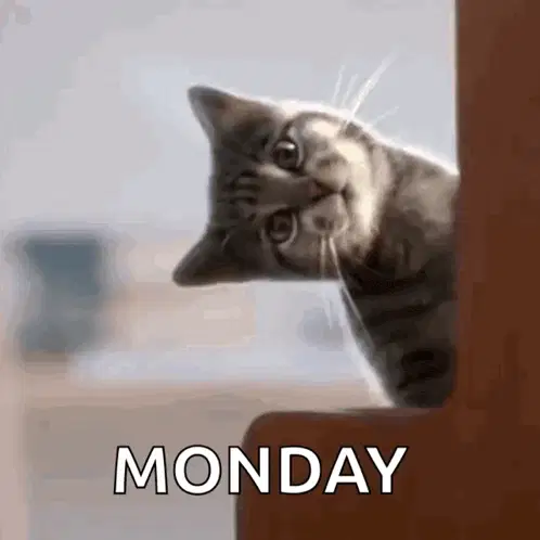Cat Cats – monday memes meme GIF free download no watermark 2026