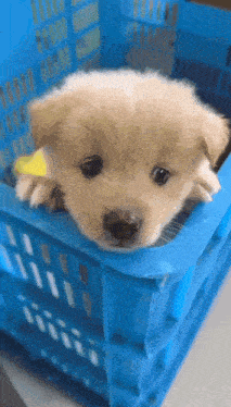 Puppy Yearn Cute Puppy