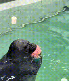 Seal Baikal Seal