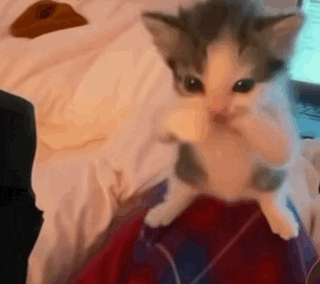 Cat Scuba Catgif