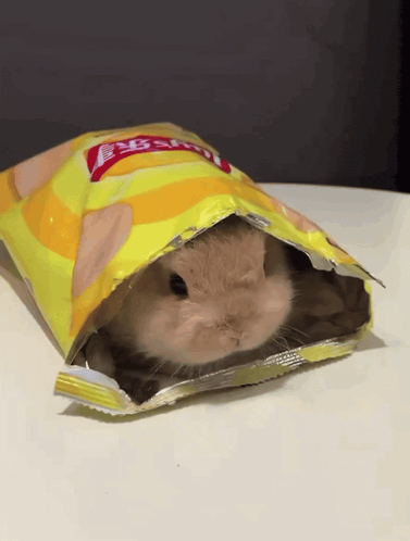 Cute Bunny