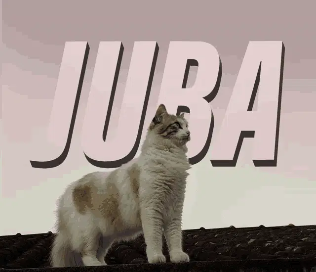 Juba Cat