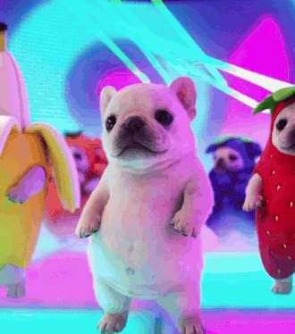 Pibble Rave