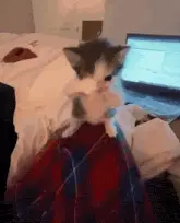 Cat Scuba Cat Dance