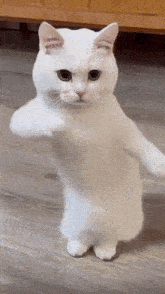 GIF