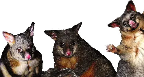 Possums Australian Brushtail Possums Sticker