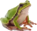 Marcos Frog Sticker