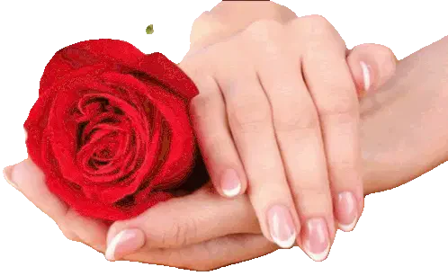 Rosa Transparente Sticker