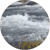 River Tree Sticker