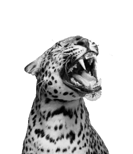 Onça Sticker