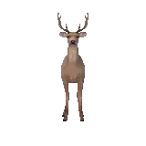 Deer Rotating Sticker