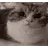 Cat Boom Sticker
