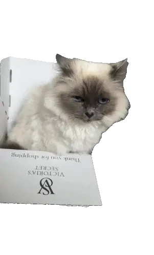 Ice Cat Meme Sticker