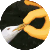 Shut Up Sticker