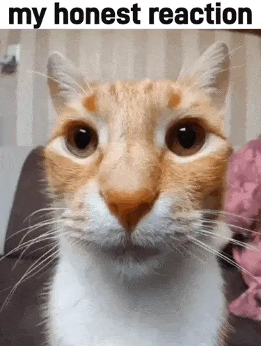 My Honest Reaction Cat Meme – reaction meme GIF free download no watermark 2026