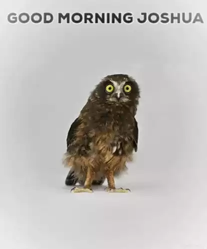 Good Morning Joshua Owl