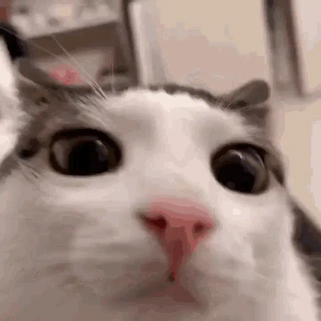 Cat's Surprised Blink
