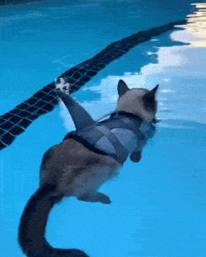 Shark Cat Swimming in Pool Meme