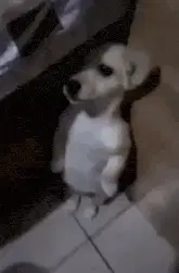 Curious Dog Standing on Hind Legs
