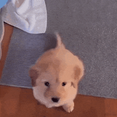 Adorable Golden Retriever Puppy Wagging Tail