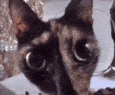 GIF uploaded by Austen