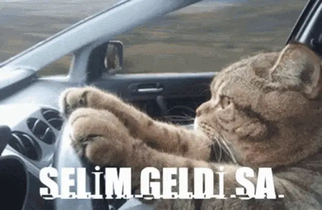 Selim the Cat Driving
