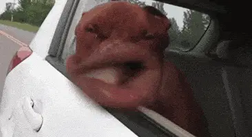 Happy Dog Enjoying Car Ride with Head Out Window – funny pictures meme GIF free download no watermark 2026