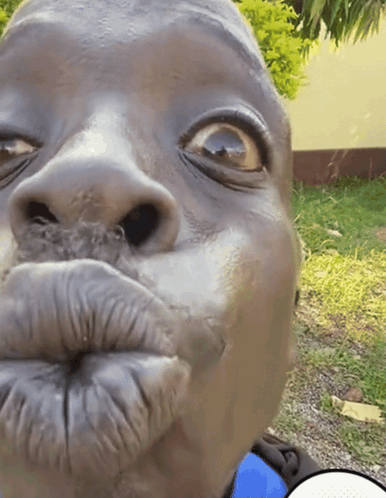 Fufu Man Funny Faces – free GIF download