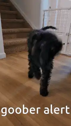 Goofy Goober Dog - Goober Alert