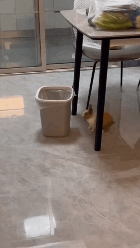 Bunny Jumps into Trash Can