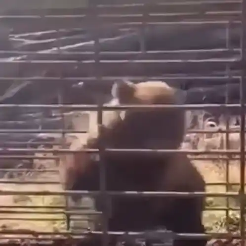 Bear Raging in Cage